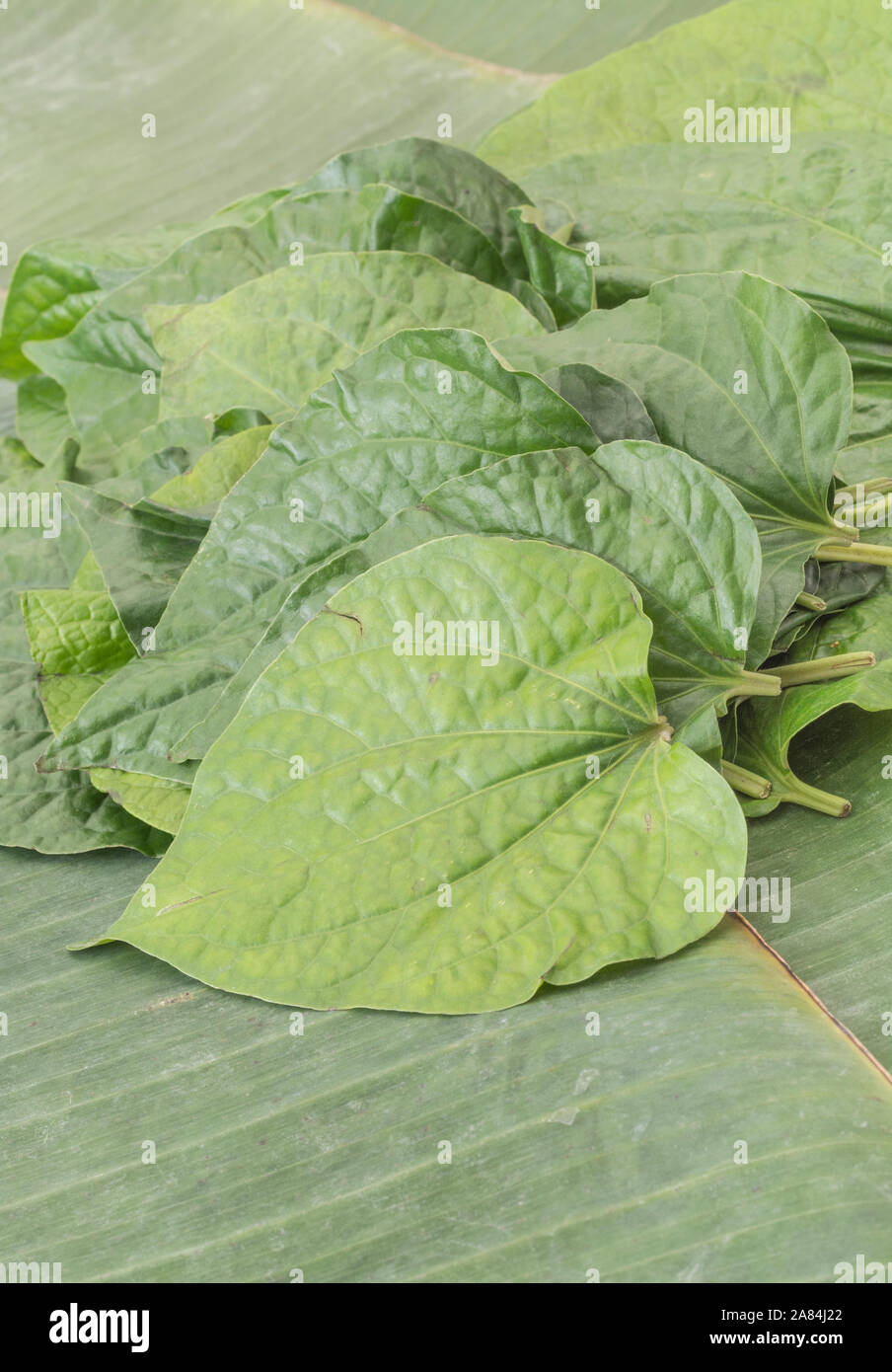 A forma di cuore di foglia di Betel Vine / Piper betle. Non è lo stesso come il tree - Noci di arec - che produce noci di betel. Cha plu lascia utilizzato in medicina ayurvedica. Foto Stock