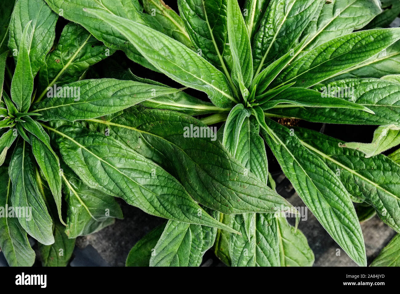 Le foglie di albero echium Echium pininana. Foto Stock