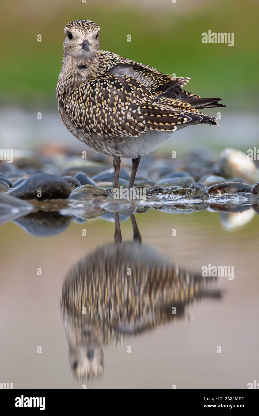 Golden plover Pluvialis apricaria, Norfolk, Regno Unito Foto Stock