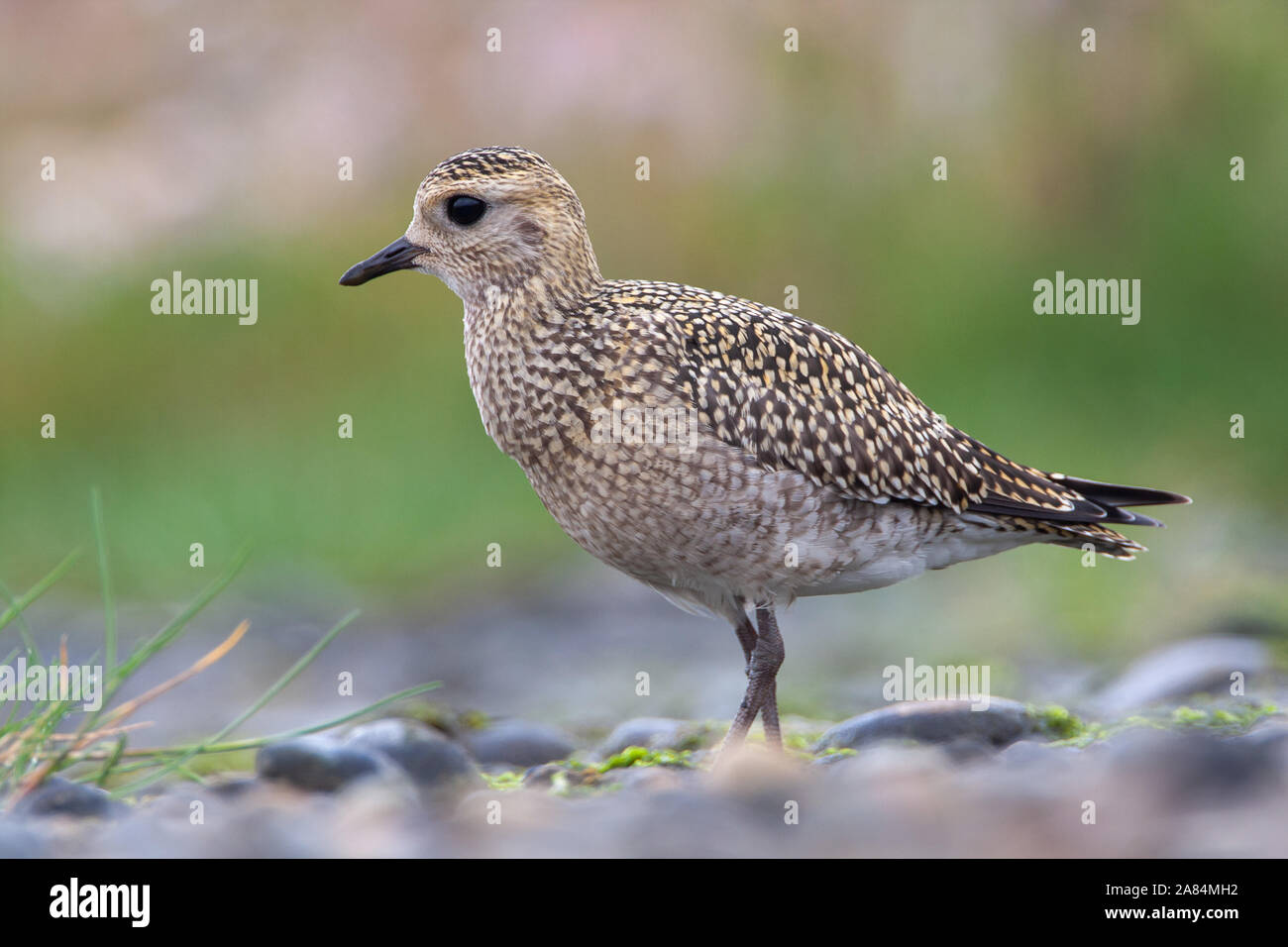 Golden plover Pluvialis apricaria, Norfolk, Regno Unito Foto Stock