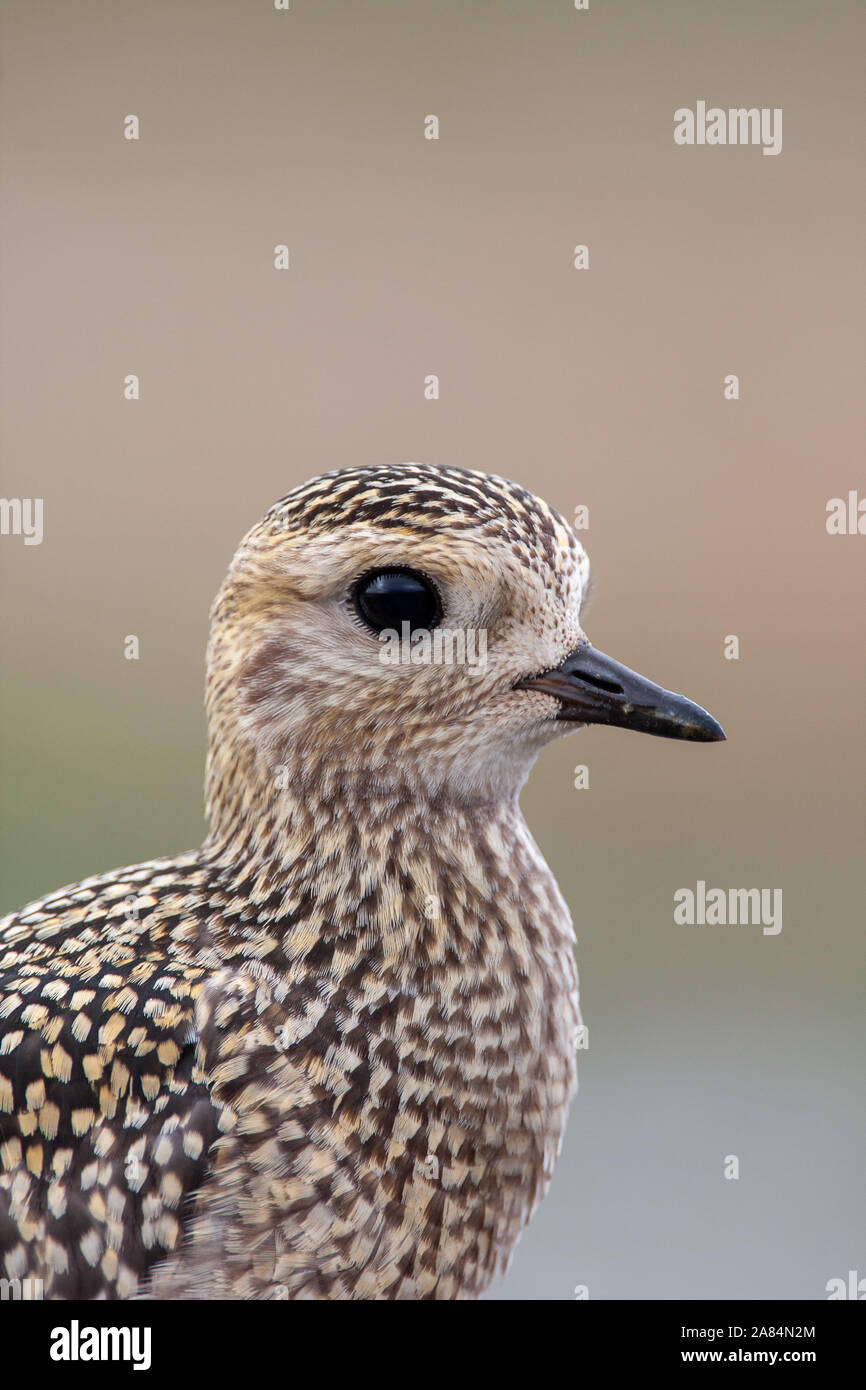 Golden plover Pluvialis apricaria, Norfolk, Regno Unito Foto Stock