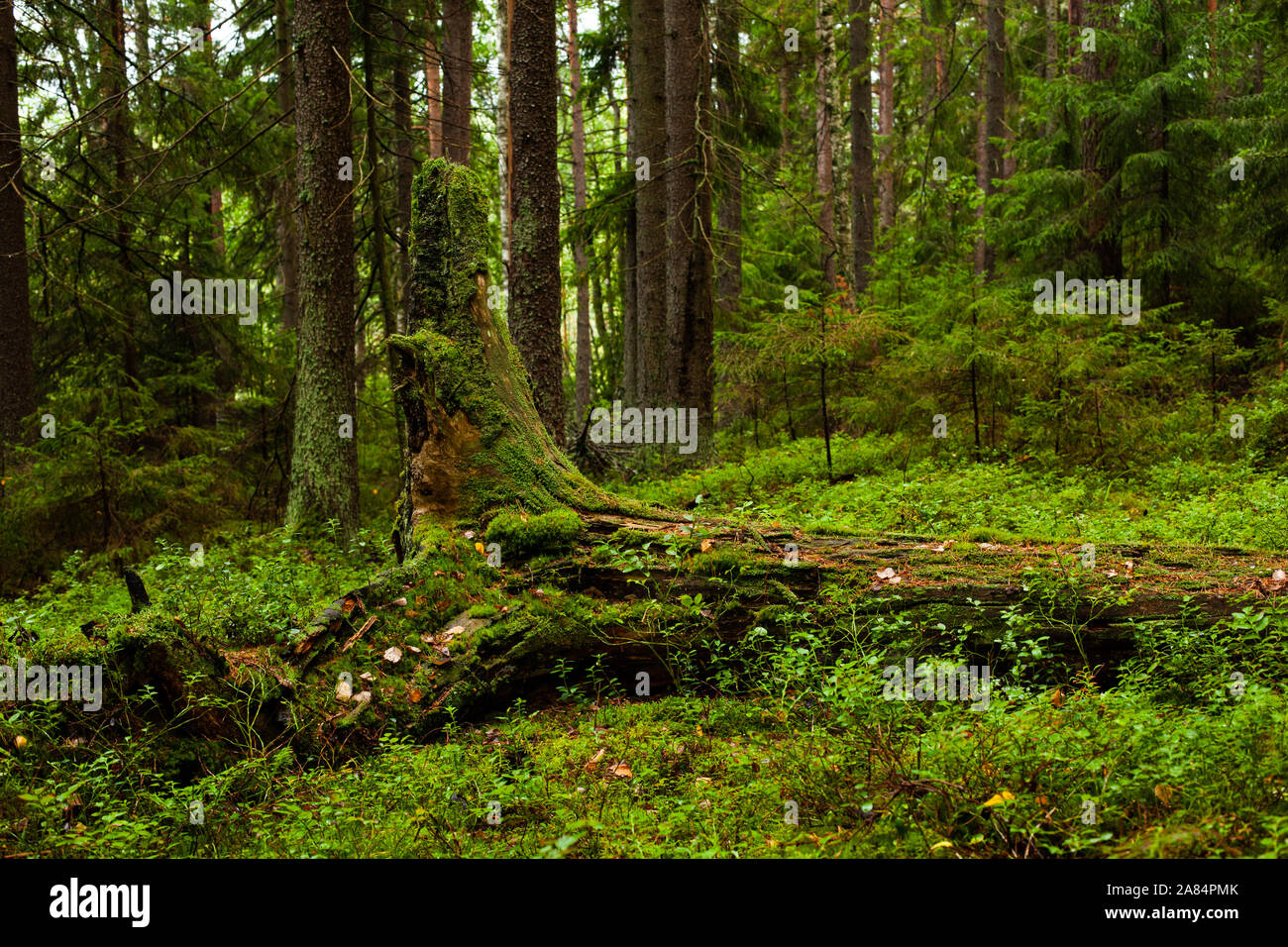 Albero caduto nei boschi Foto Stock