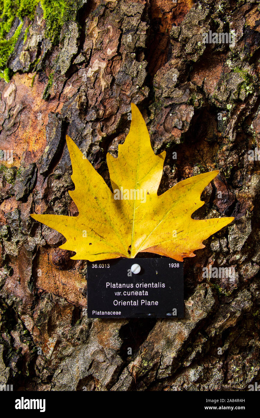La foglia di Autum e tag di classificazione di un Oriental Plane Tree Foto Stock