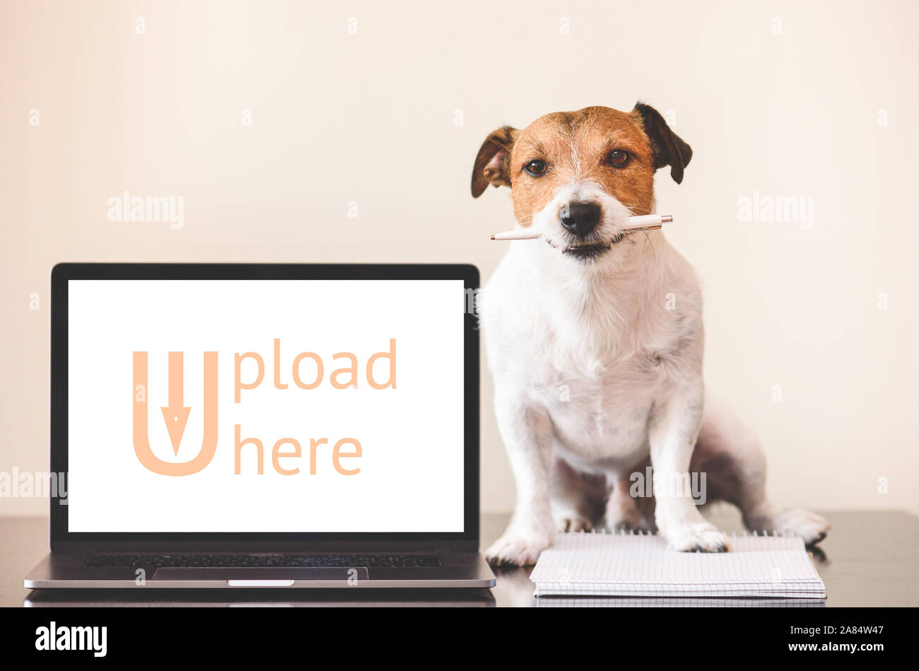 I contenuti generati dagli utenti (UGC) concetto con il cane fa un lavoro creativo su notebook Foto Stock