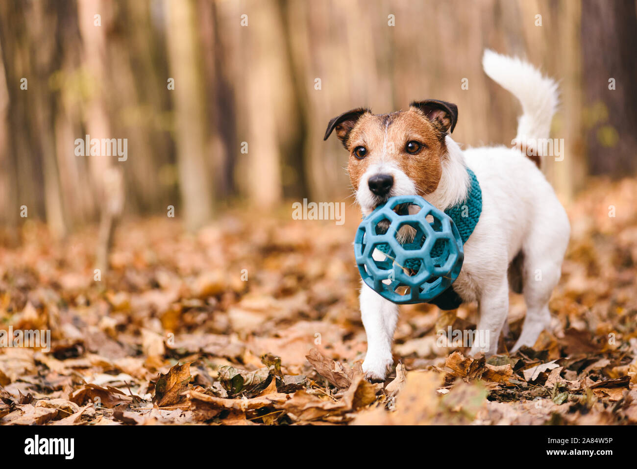 Cane da compagnia giocando con la palla di gomma del giocattolo nella foresta di caduta Foto Stock