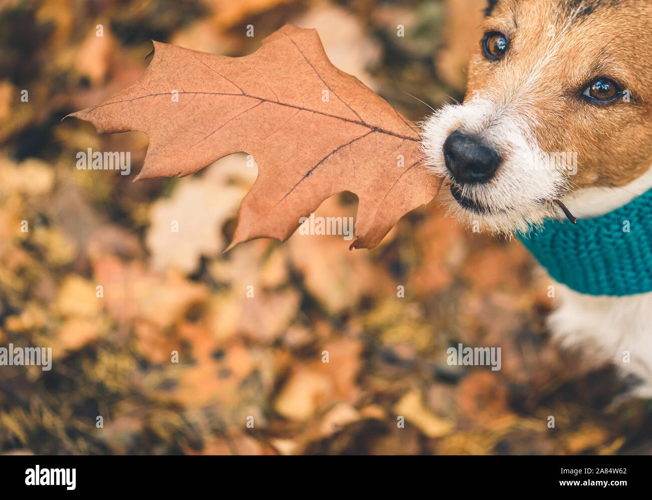 Caduta stagione concetto con cane azienda autunno foglie di quercia in bocca Foto Stock