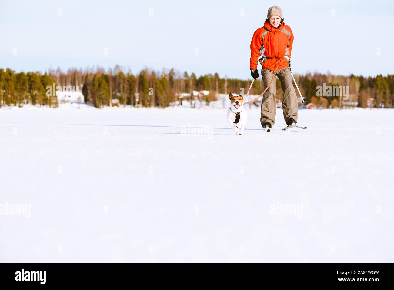 Uomo e cane skijoring sul ghiaccio del lago in Finlandia Foto Stock