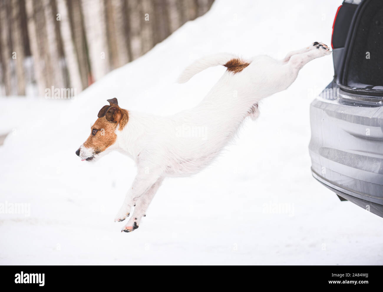 Vacanze invernali in viaggio con il concetto di pet - cane salta fuori del baule auto sulla neve Foto Stock