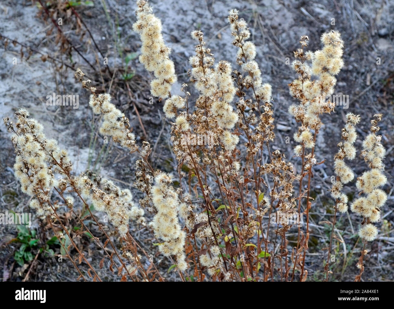 La mostra fotografica di fiori selvatici in autunno dopo la fioritura Foto Stock
