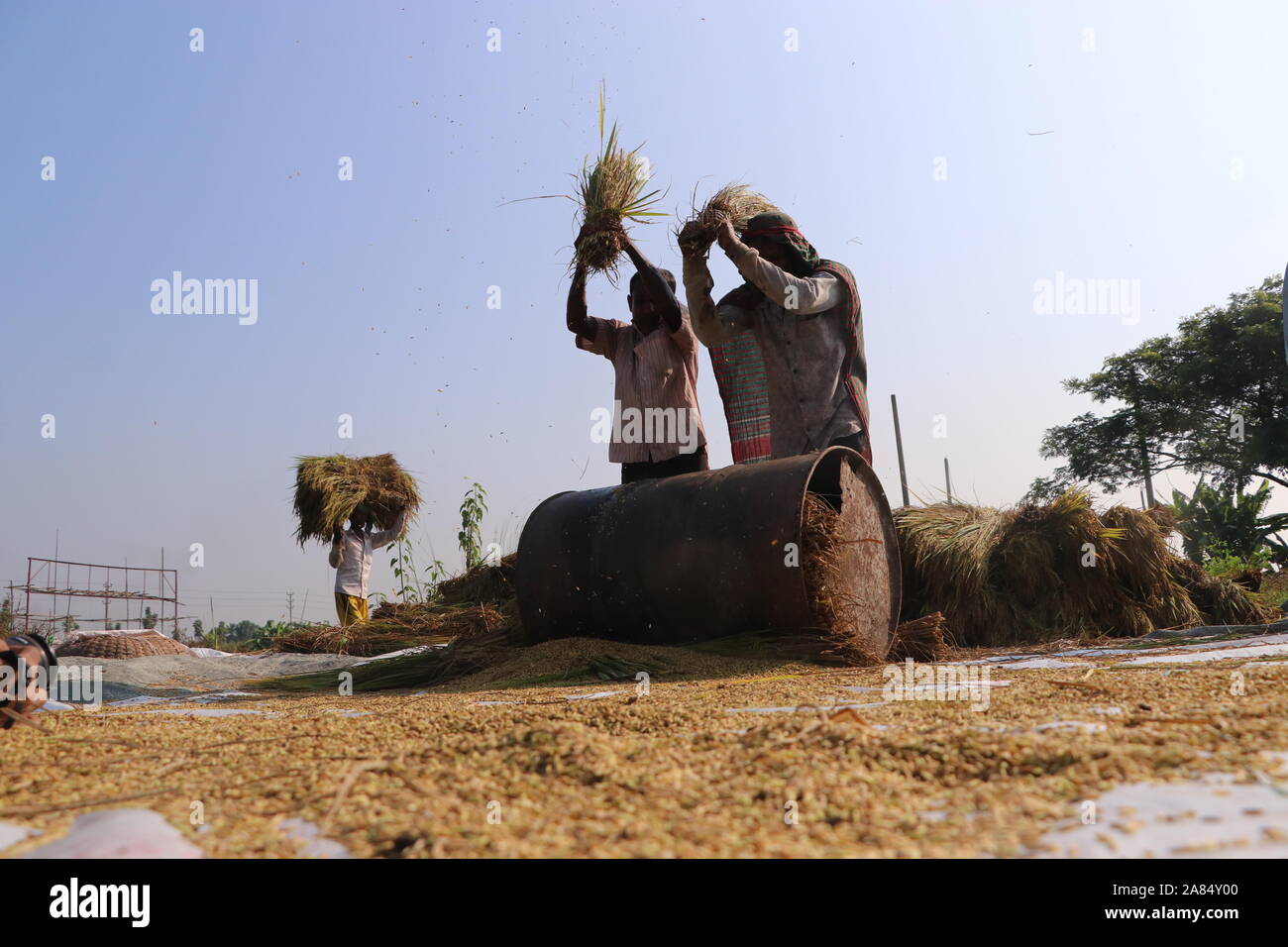 DHAKA Bangladesh narayanganj 2019 agricoltori sono impegnati nella raccolta di risone. © Nazmul Islam/Alamy Stock Photo Foto Stock