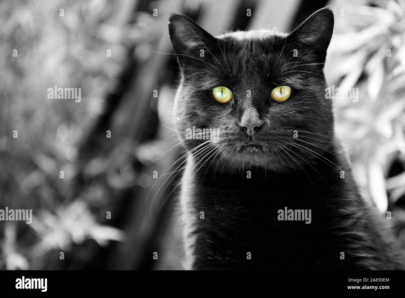 Gatto nero ritratto con gli occhi verdi. Foto Stock