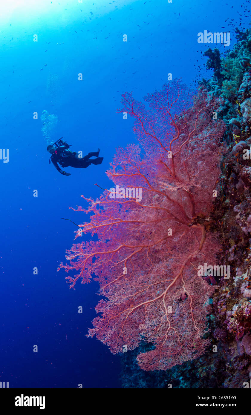 Corallo rosso e subacqueo dietro di fronte a sfondo blu Foto Stock