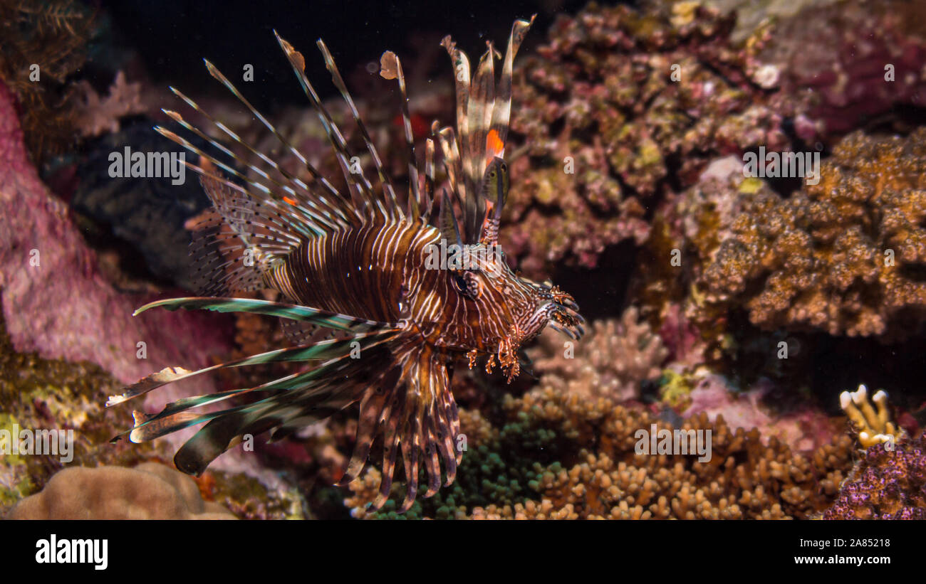 Leone nella barriera corallina Foto Stock
