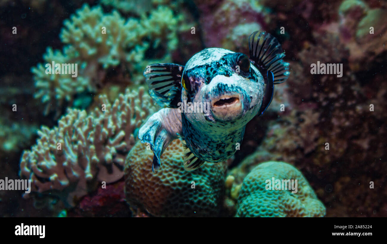 Pufferfish mascherato in Coral reef Foto Stock