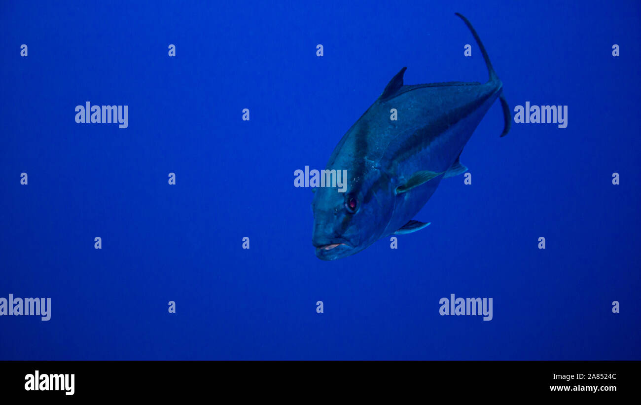 Jack caccia pesce in acqua blu Foto Stock