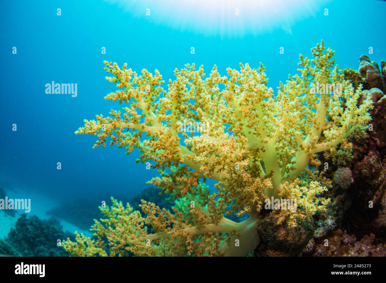 Bel colore giallo corallo morbido, sfondo blu, alla luce del sole Foto Stock