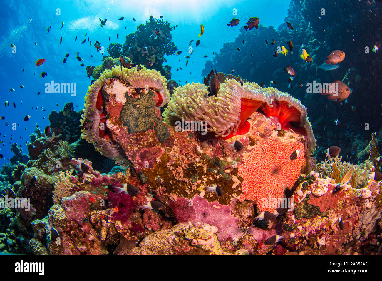Coral reef, sfondo blu, Egitto Foto Stock