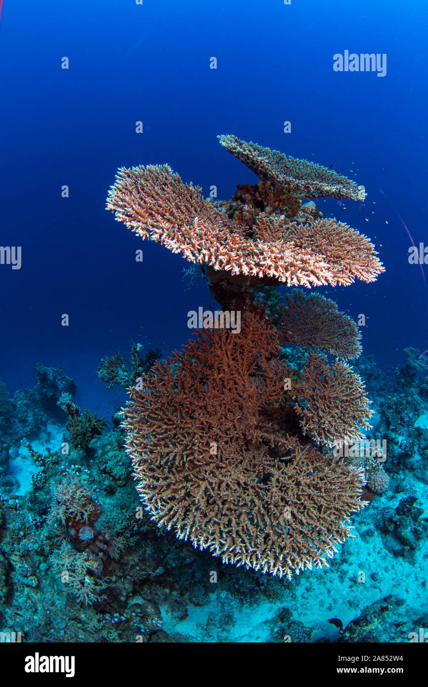 Tabella di corallo, sfondo blu Foto Stock
