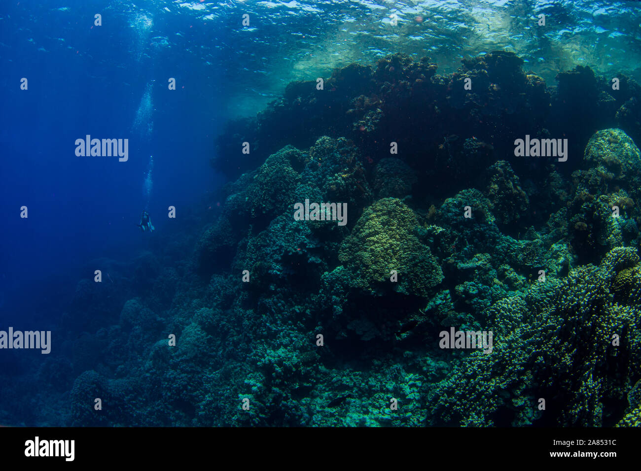 Subacqueo vicino massiccia scogliera di corallo Foto Stock
