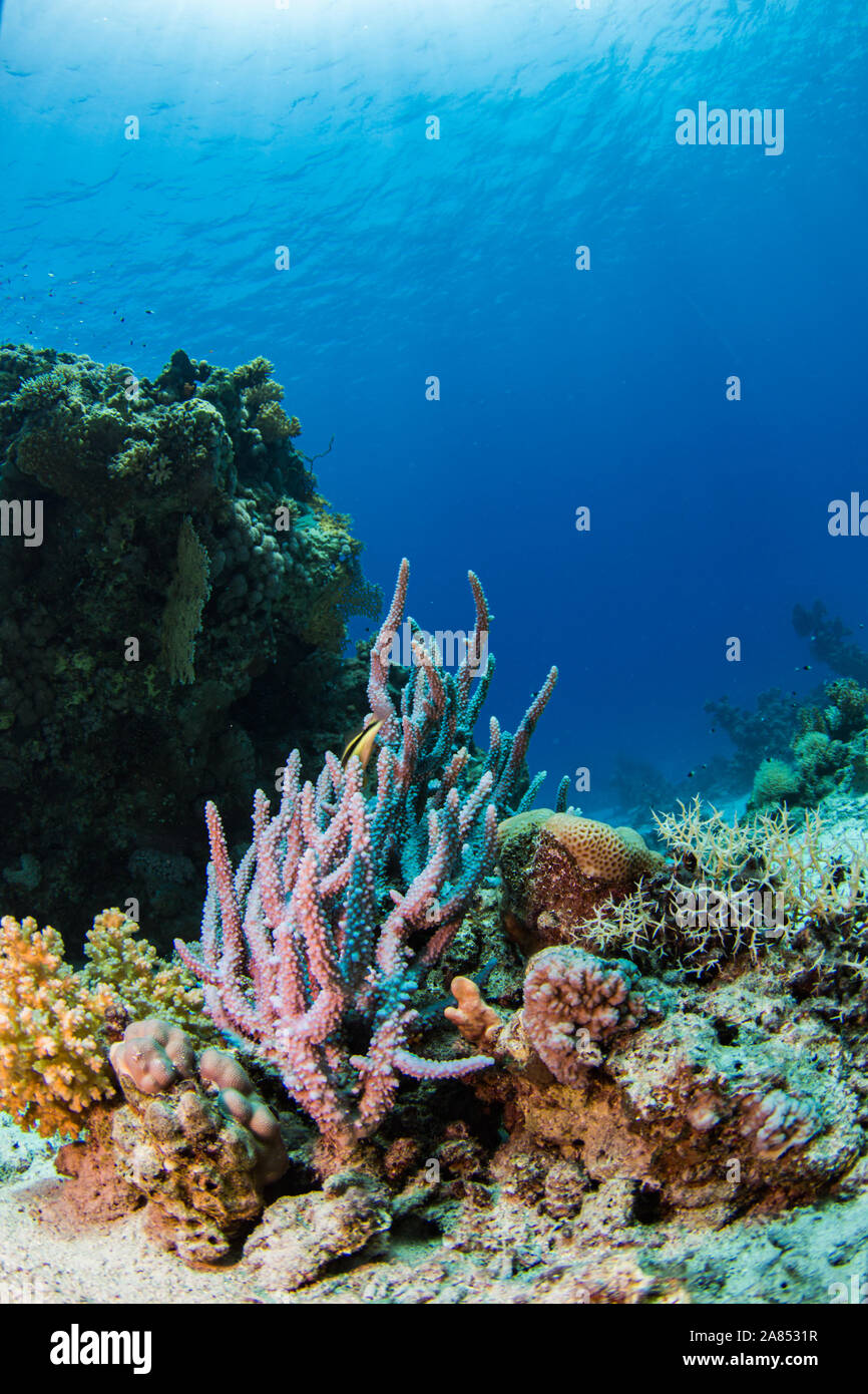 Colorata barriera corallina, sfondo blu e la luce del sole Foto Stock