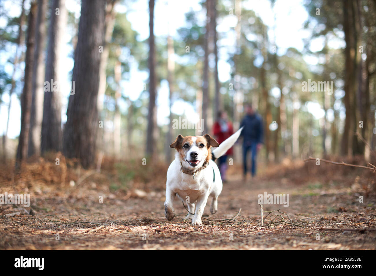 Felice e spensierato cane che corre in autunno boschi Foto Stock