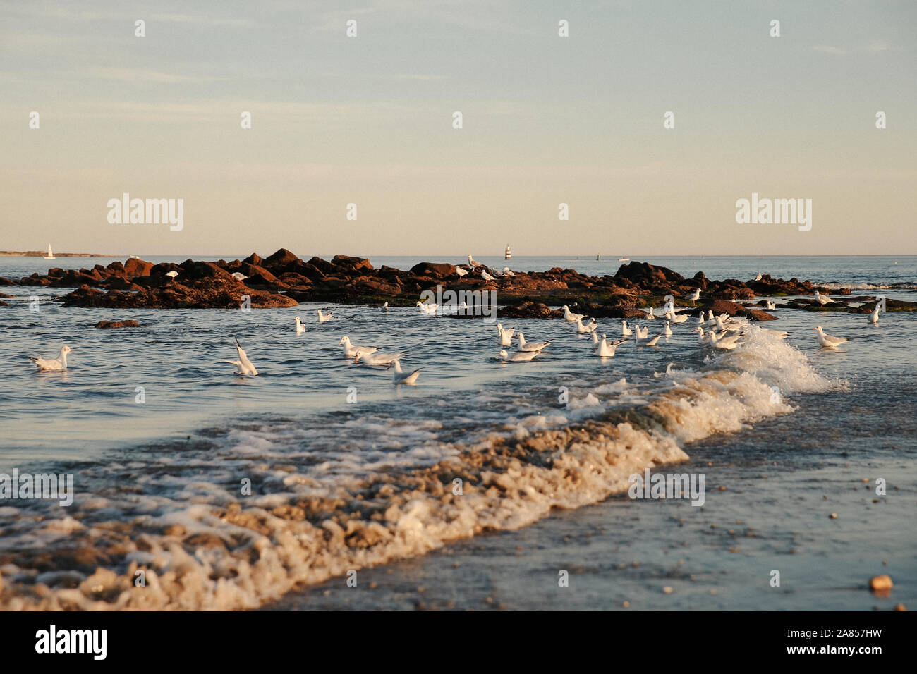 Seagull sull'oceano atlantico, Larmor-Plage, Francia Foto Stock