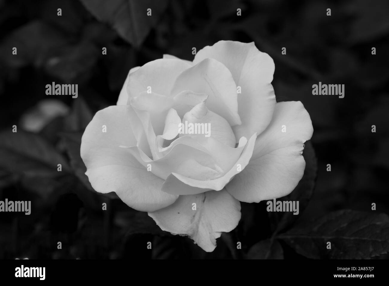 Monocromatico Flower Garden Pechino CINA Foto Stock