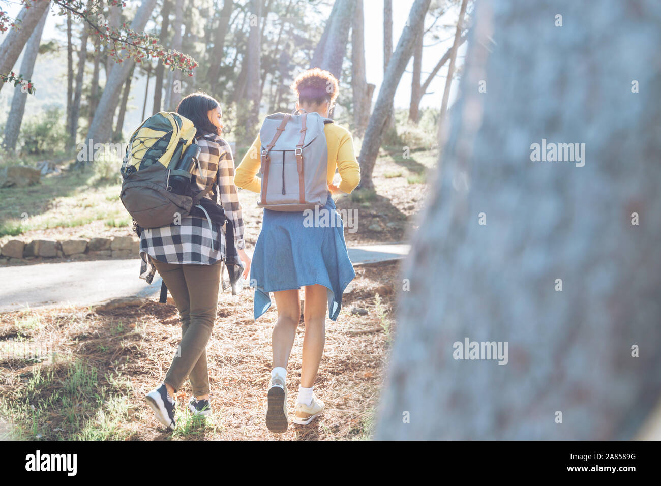 Donne giovani amici con zaini trekking in boschi di sole Foto Stock