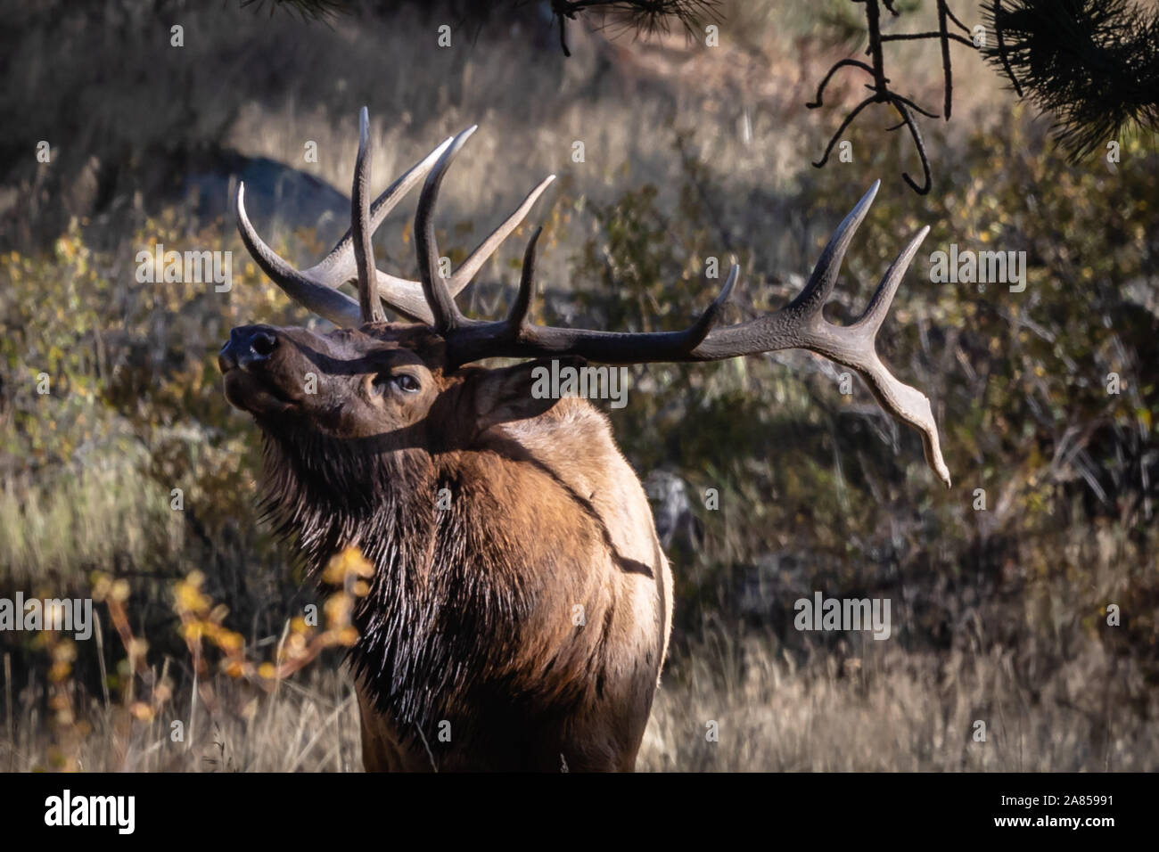 Grandi Bull Elk Headshot Foto Stock