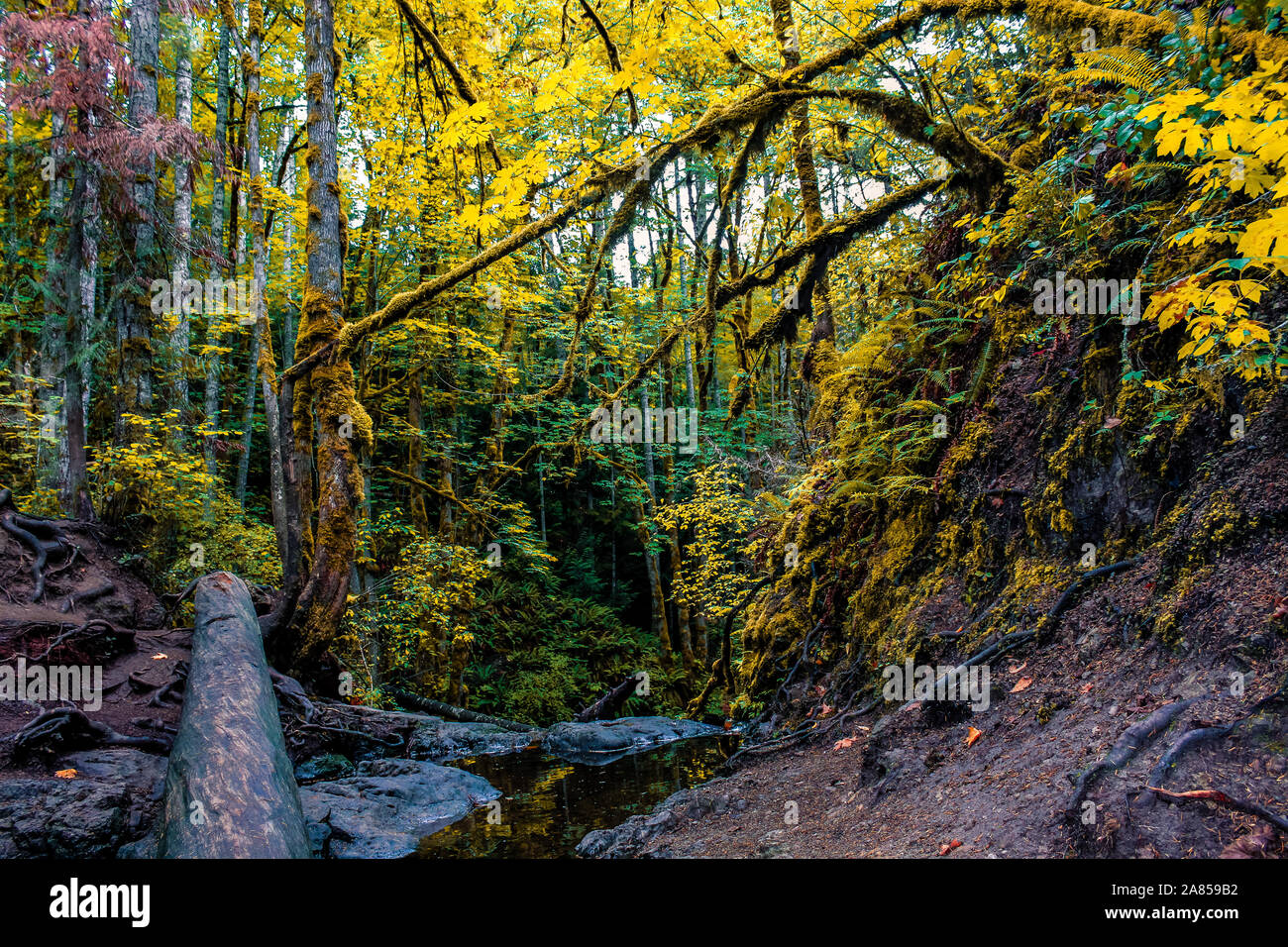 Bremerton Washington - Foglie di autunno nel bosco Foto Stock