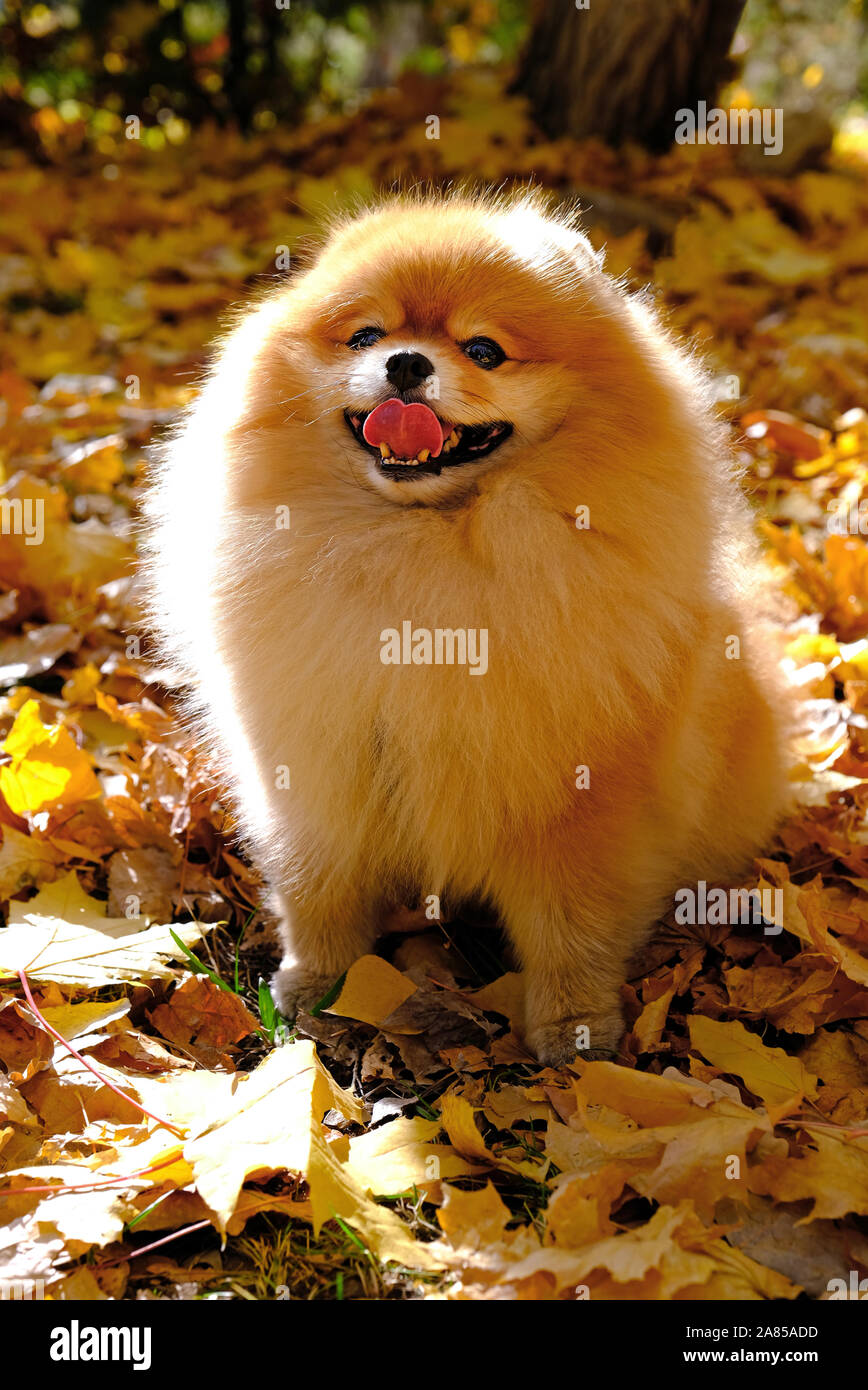 Ritratto di un felice fluffy Pomerania Spitz Cane su un tappeto giallo di foglie di autunno; sorridente tenero e giocoso pet Foto Stock