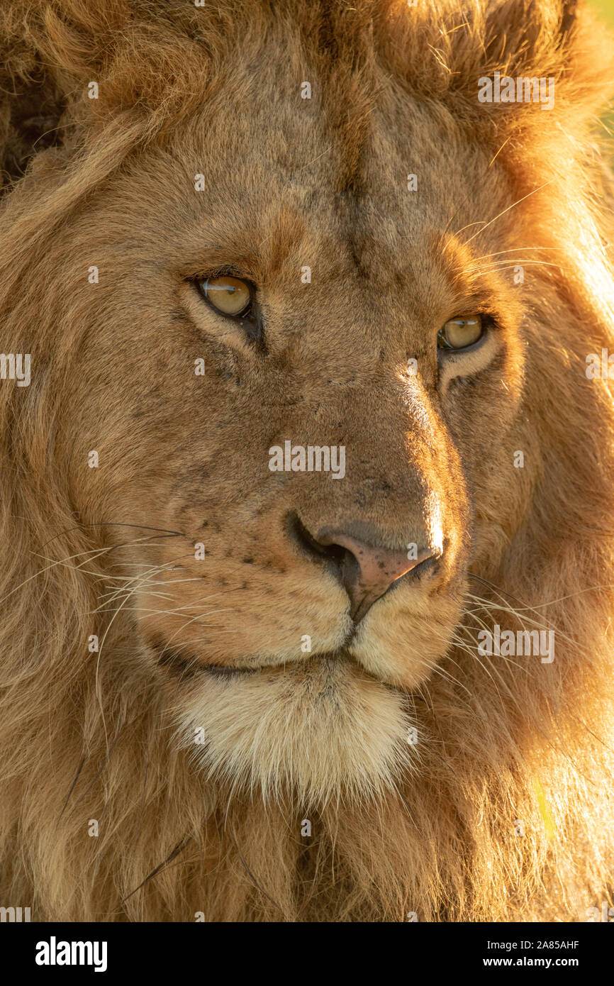 Close-up di leone maschio faccia rivolta a destra Foto Stock