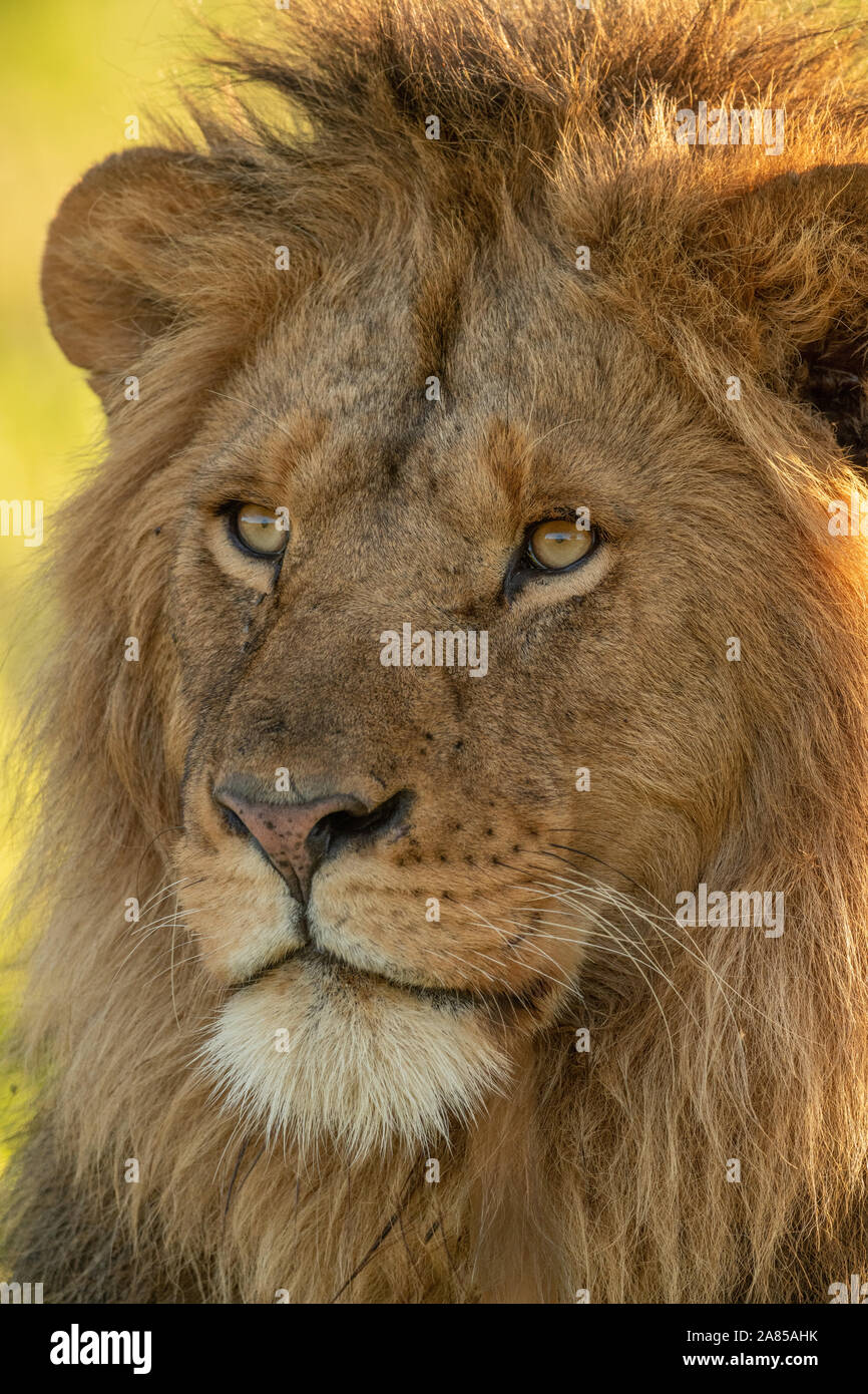 Close-up di leone maschio faccia rivolta a sinistra Foto Stock