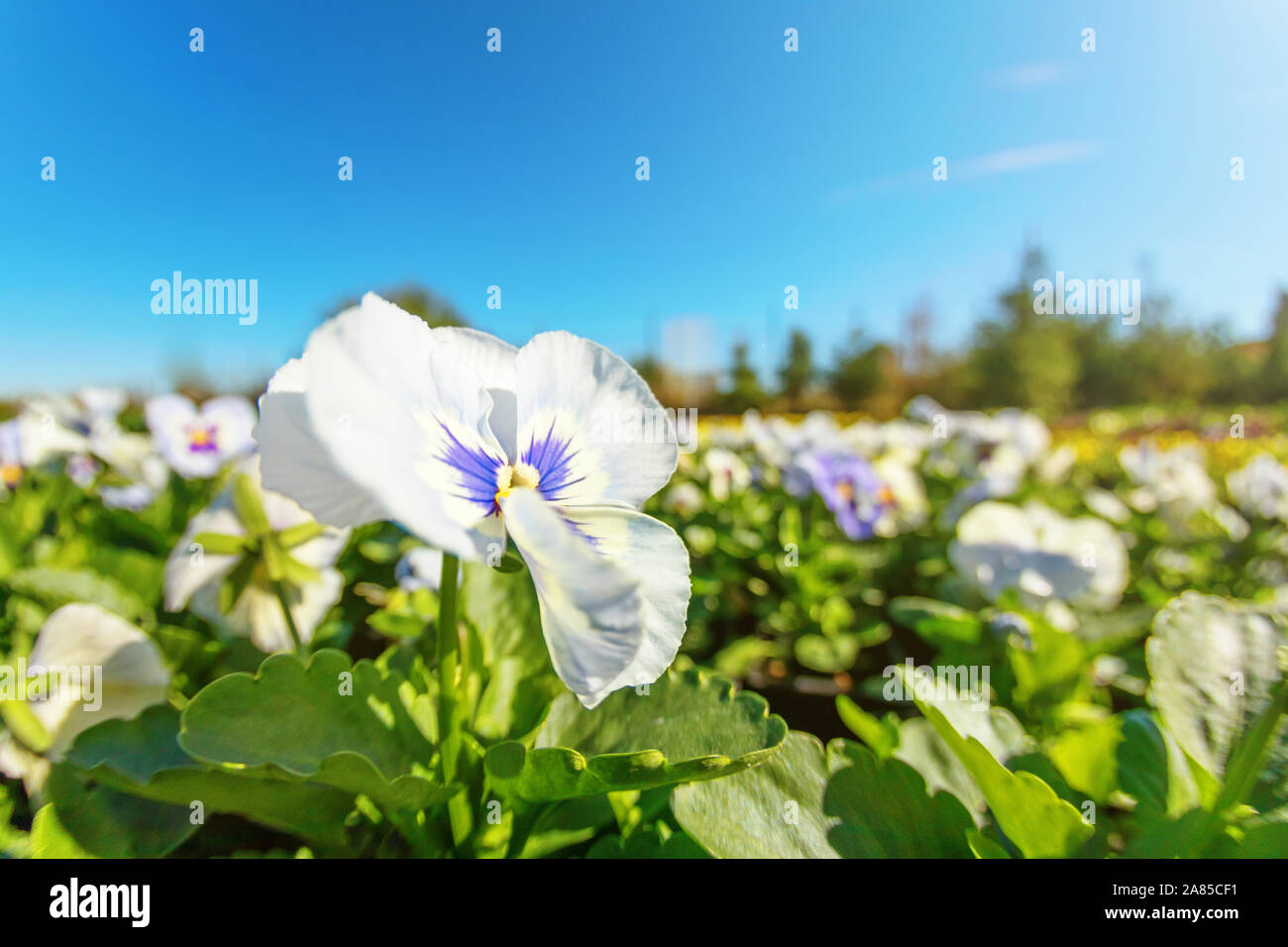 Pansy Flower Close Up, blu e bianco Pansy in giardino Foto Stock