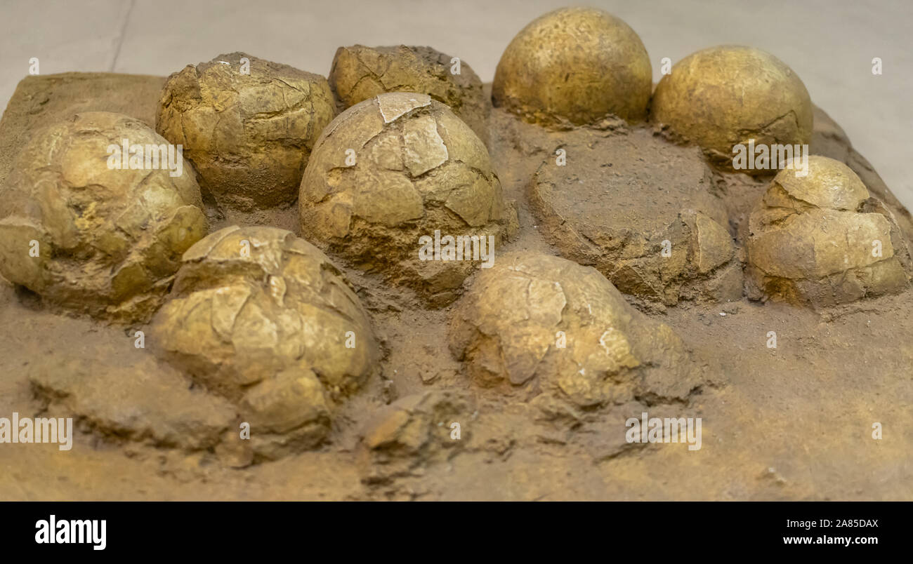 Mosca, Russia; 1 Aprile 2018: anatra fossilizzato fatturati uova di dinosauro (Hadrosaurids), esposto a Mosca Foto Stock
