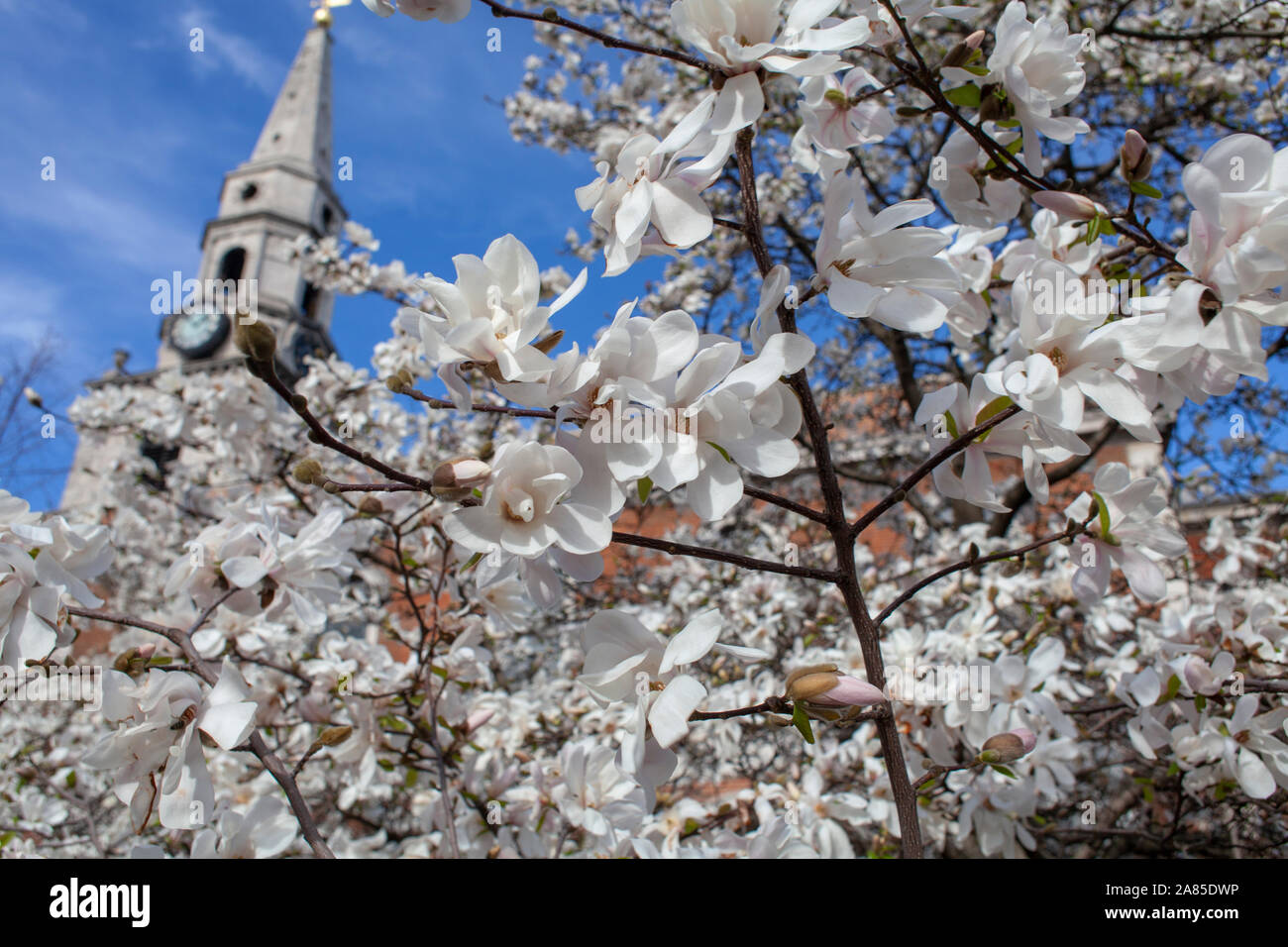 Primo piano della Magnolia x loebneri 'Merrill' utilizzato come una struttura ad albero di strada nei pressi di San Giorgio Martire Chiesa, Borough, London SE1 Foto Stock