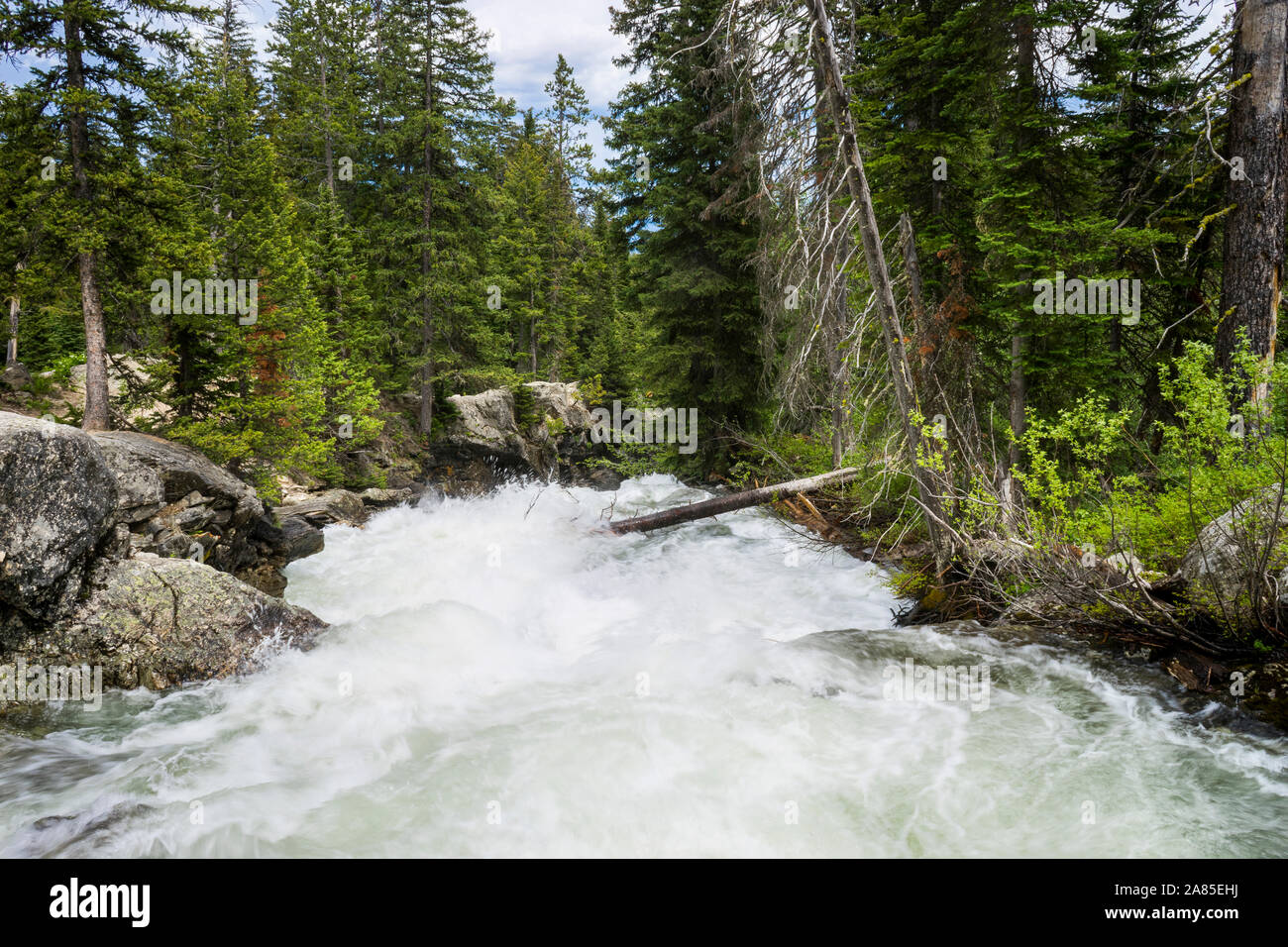 Rapids di Cascade Creek in cascata Canyon Foto Stock
