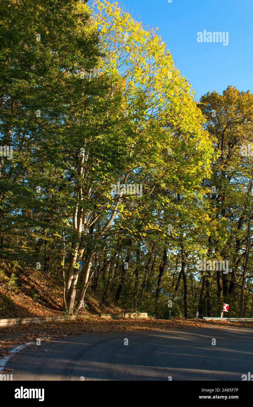 Aprire strada asfaltata percorso sentiero attraverso la foresta di autunno nella giornata di sole. Nessuno Foto Stock