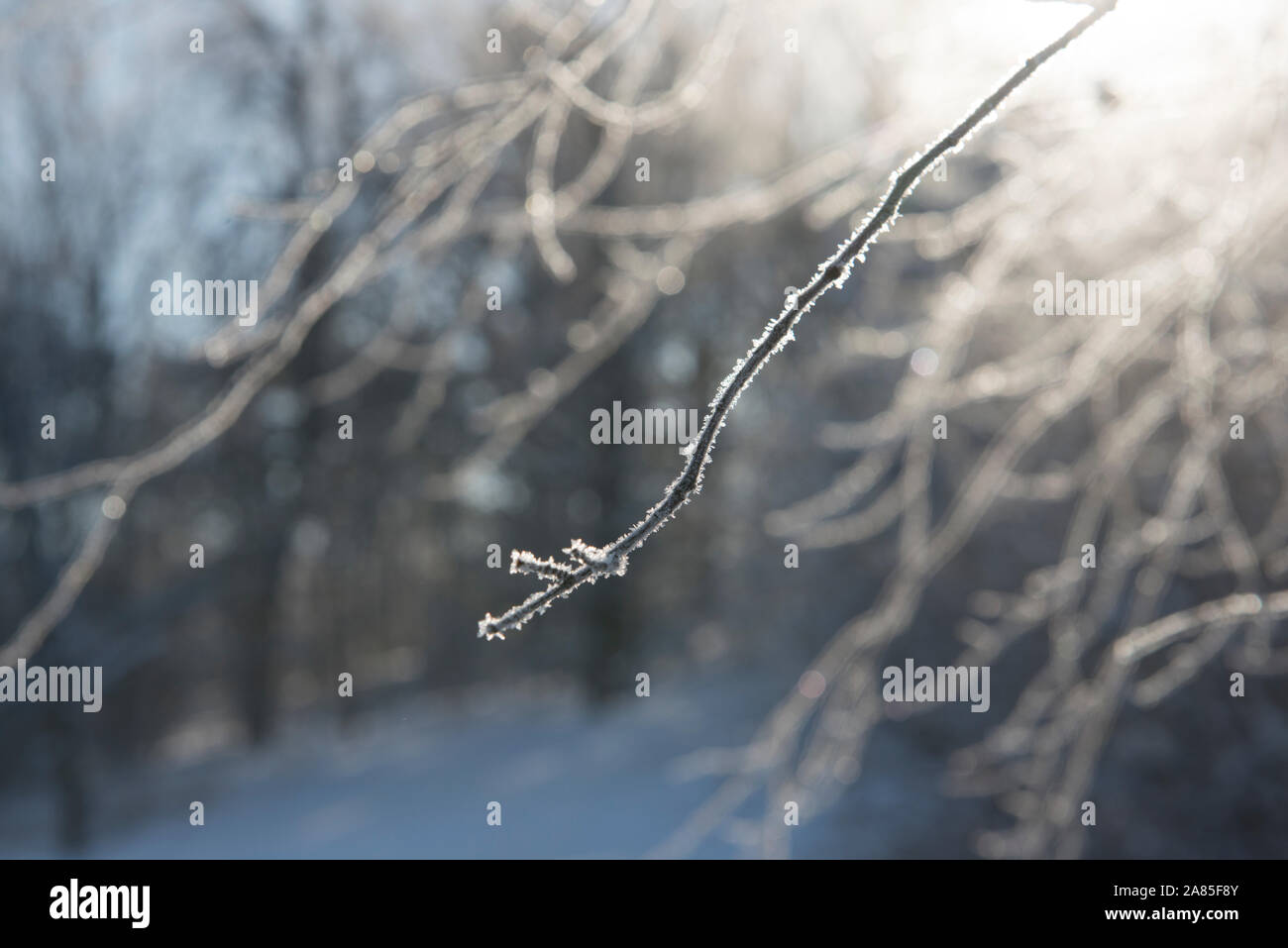 Frost ramoscello coperto in inverno mattina retroilluminato Foto Stock