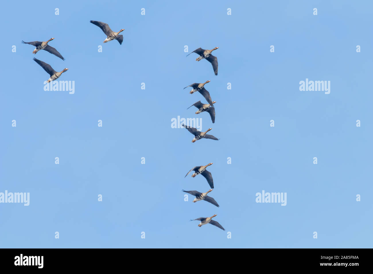 Gregge di maggiore con la facciata bianca di oche in volo in formazione V, cielo blu Foto Stock