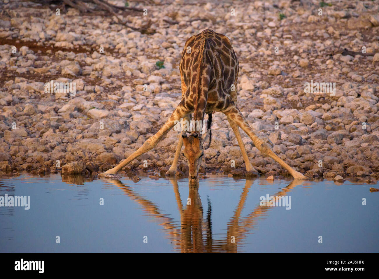 La giraffa bevande acqua a sunrise nel Parco Nazionale di Etosha, Namibia Foto Stock