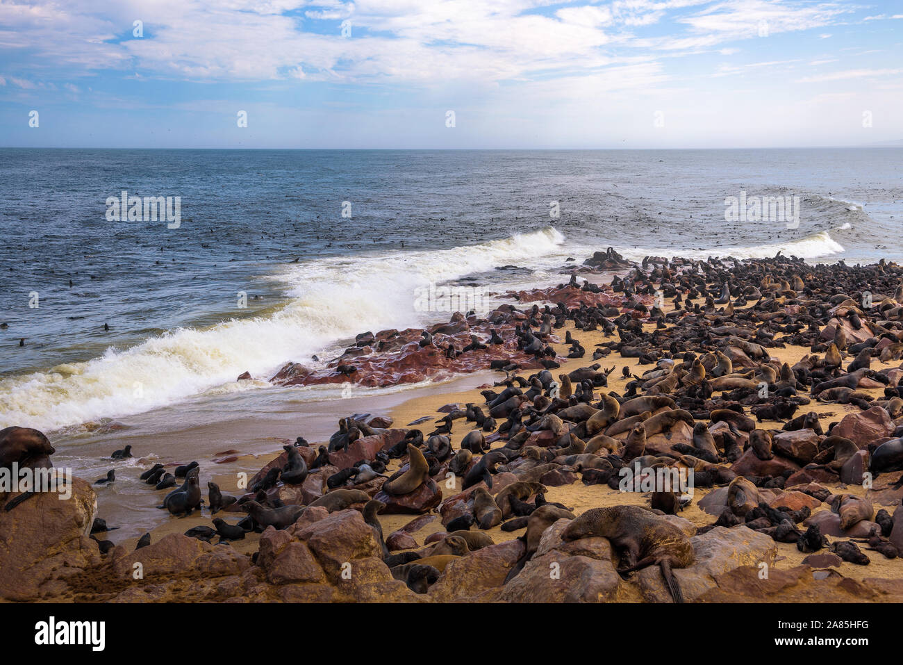 Guarnizione colonia di pelliccia a Cape Cross Seal Reserve, Namibia. Foto Stock
