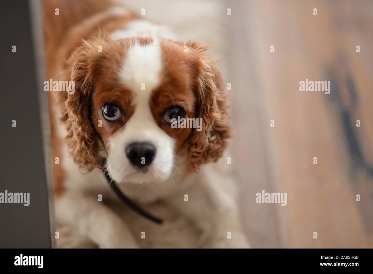 Spaniel cane Foto Stock