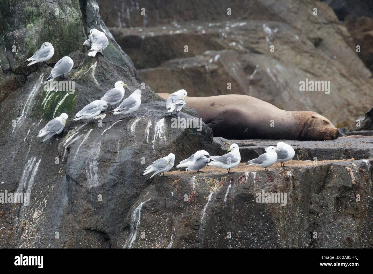 Wild leoni di mare la posa sulle rocce nel Parco nazionale di Kenai Fjords in Alaska. Foto Stock