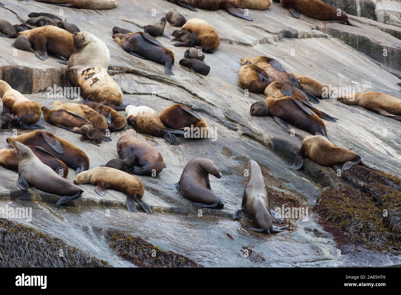 Wild leoni di mare la posa sulle rocce nel Parco nazionale di Kenai Fjords in Alaska. Foto Stock