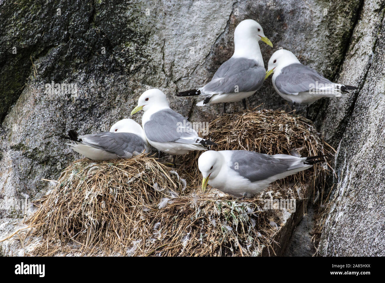 Wild Gull Kittiwakes su uno dei loro home isole nel Parco nazionale di Kenai Fjords in Alaska. Foto Stock