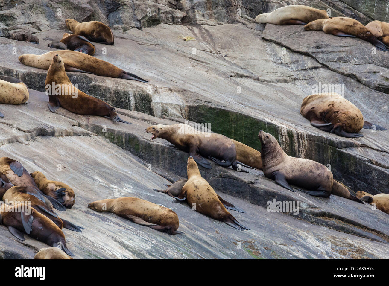 Wild leoni di mare la posa sulle rocce nel Parco nazionale di Kenai Fjords in Alaska. Foto Stock