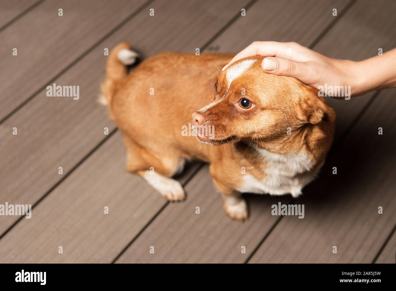 Ragazza petting lo zenzero cane. La mano della bambina sulla testa dell'animale. Persona è in contatto con un cane randagio. Carino il pet. Il cane ha bisogno di attenzione. Foto Stock