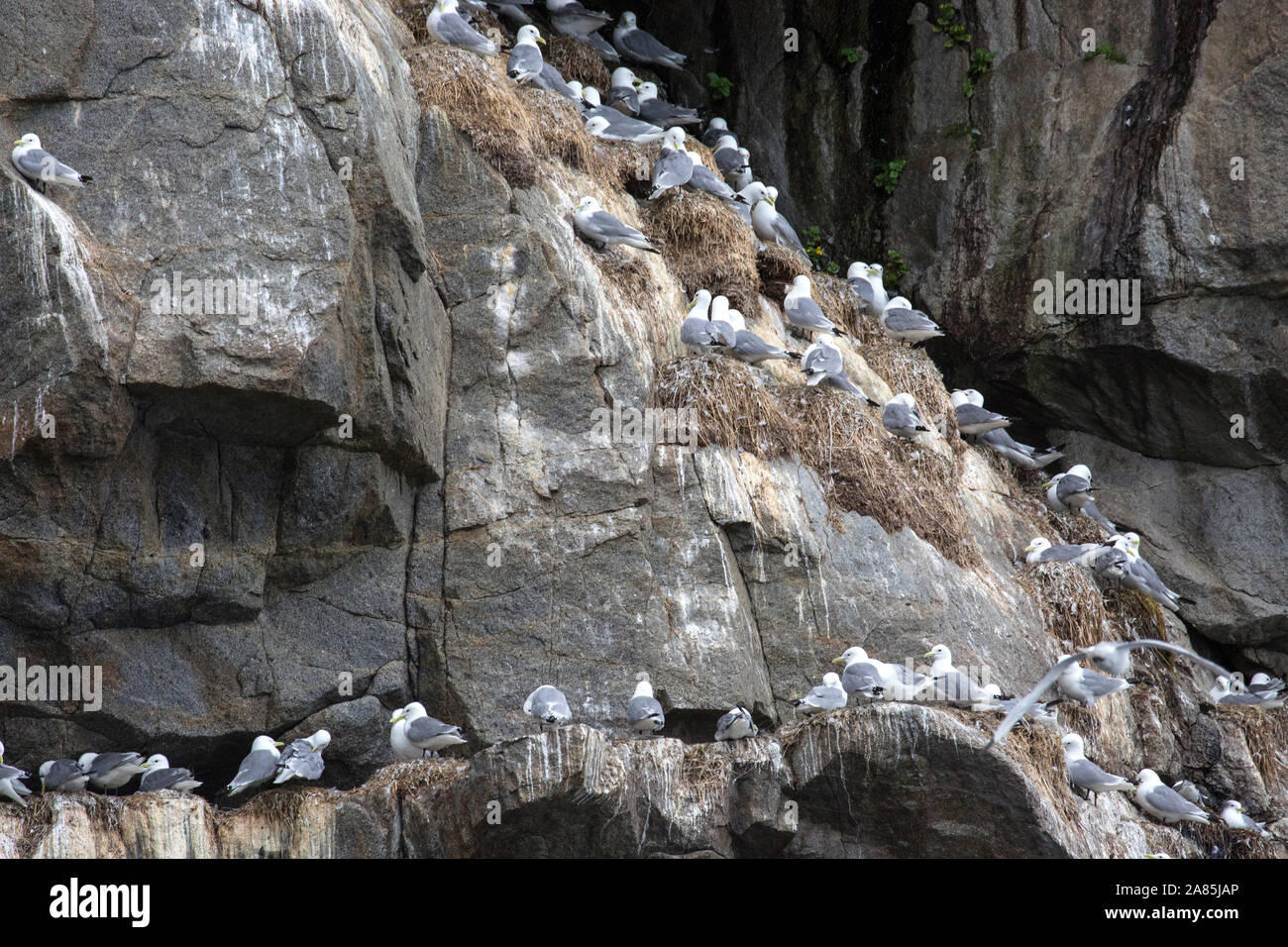 Wild Gull Kittiwakes su uno dei loro home isole nel Parco nazionale di Kenai Fjords in Alaska. Foto Stock