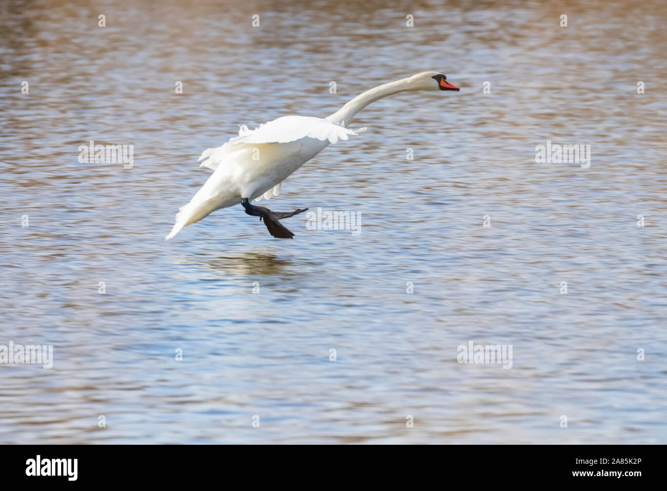 Swan lo sbarco su acqua Foto Stock